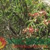Hương đàn hương - VMC 1091S