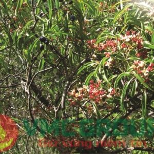 Hương đàn hương - VMC 1091S