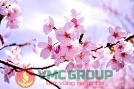 HƯƠNG HOA ANH ĐÀO