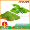 Hương trà xanh matcha